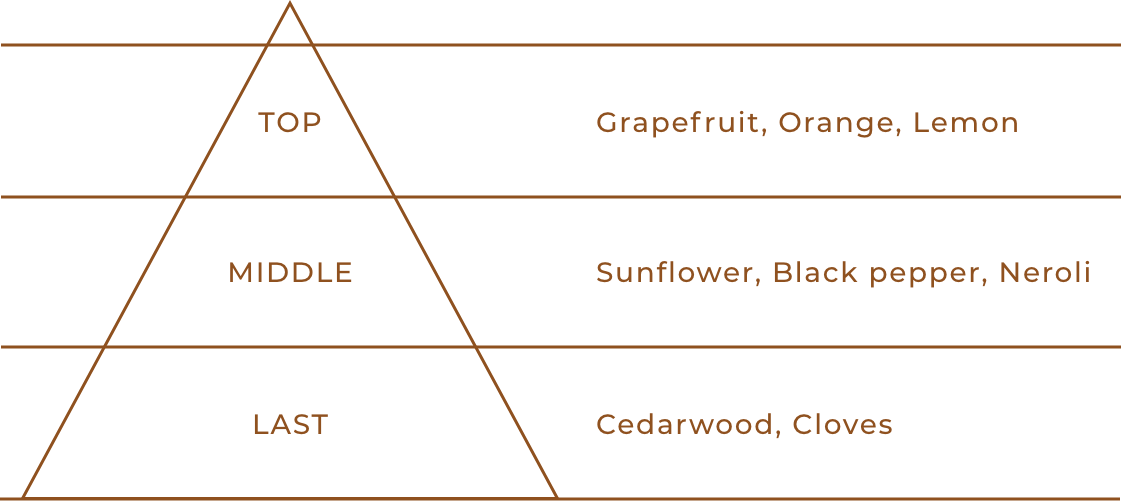 TOP：Grapefruit, Orange, Lemon / MIDDLE：Sunflower, Black pepper, Neroli / LAST：Cedarwood, Cloves